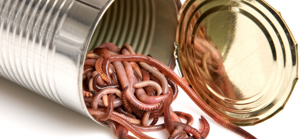 Can-of-Worms.jpg